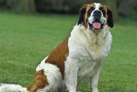 超大型犬品种排名（盘点世界上最大的狗，十大巨型犬，藏獒勉强上榜） | 说明书网