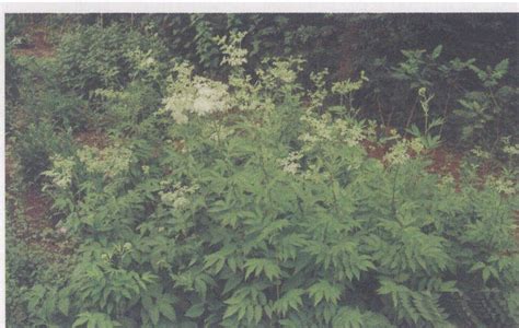 蚊子草图片