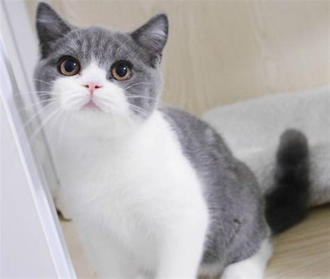 日本截尾猫 | 爱宠网