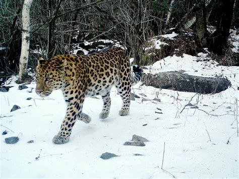 中国特有华北豹迄今最大野生种群被发现 分布在延安境内林区|界面新闻 · 中国