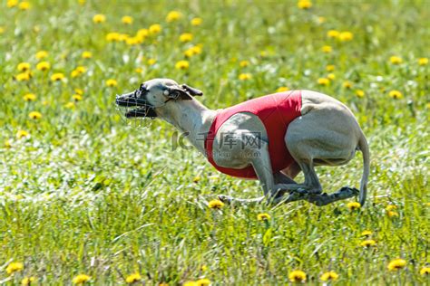 惠比特犬在赛狗比赛中从地面升起高清摄影大图-千库网