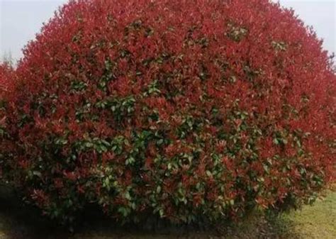 红叶石楠球属于落叶还是常绿植物-藤本月季网