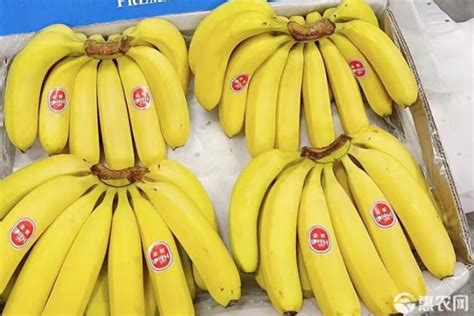 【图】告诉你一天吃多少香蕉合适 每天吃香蕉的好处(3)_一天吃多少香蕉合适_伊秀美体网|yxlady.com