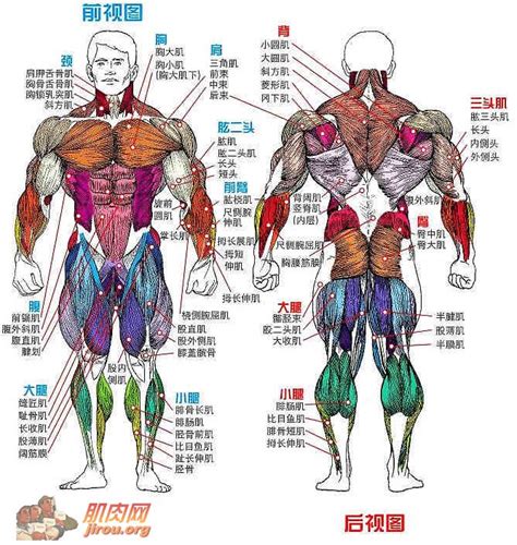 肌肉位置图解_肌肉网