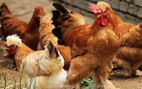鸡的常见品种有哪些（十大名鸡） 最好的土鸡品种是什么_农业知识 - 农业站