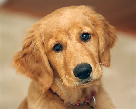 纯种金毛幼犬狗狗出售 宠物金毛犬可支付宝交易 金毛犬 /编号10107800 - 宝贝它