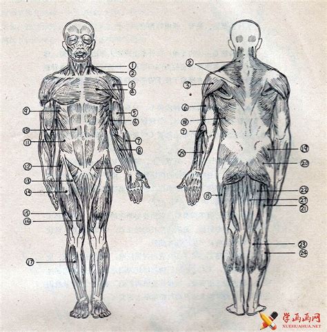 艺用人体解剖图_人体肌肉的名称-露西学画画