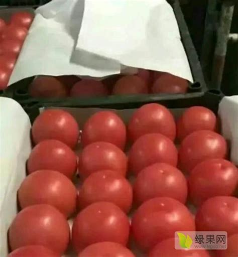 赤峰市松山区大地白萝卜现在大量上市_萝卜价格行情_蔬菜商情网