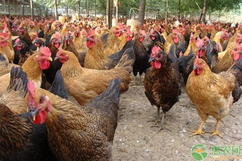 南宁观赏鸡养殖,白桂鸡品种,斗鸡品种,翻毛鸡品种,元宝鸡品种-阿里巴巴