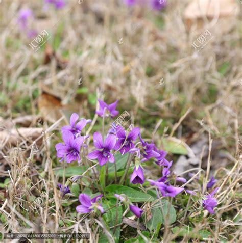 如何分辨二月兰和紫花地丁 有什么区别-绿宝园林网