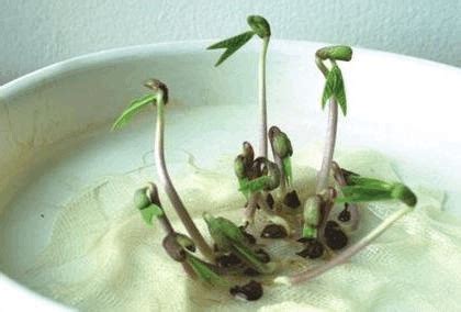 绿豆的生长过程是什么-百度经验