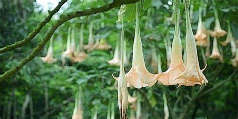 食人花，神秘的亚马逊河热带植物|花瓣|食人花|一朵花_新浪新闻