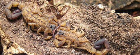 【蝎子常识】怎么才能养好蝎子，蝎子养殖成功经验总结_蝎子养殖网