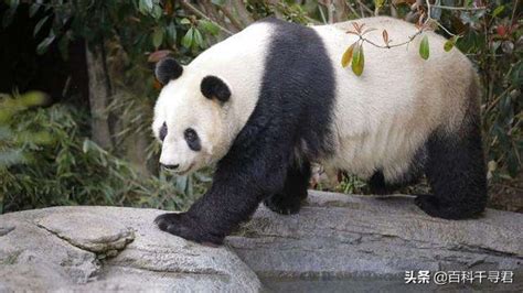 女孩坐围栏看熊猫，掉进饲养池：大熊猫也会咬人，勿把安全当儿戏