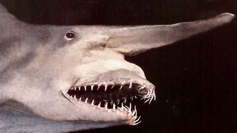 世界上最怪异的生物:桨鱼，大海蛇形象(在海洋里)_小狼观天下