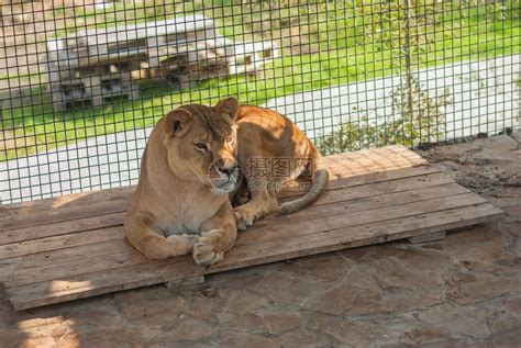 大狮子女大狮躺在笼子高清图片下载-正版图片506721136-摄图网