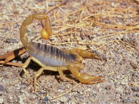【蝎子常识】 怎么诱捕野生蝎子，蝎子诱捕剂配方_蝎子养殖网