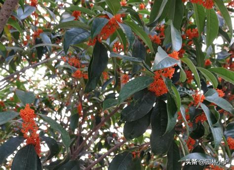 桂花品种有哪些？常见的桂花树品种介绍-花木行情-中国花木网