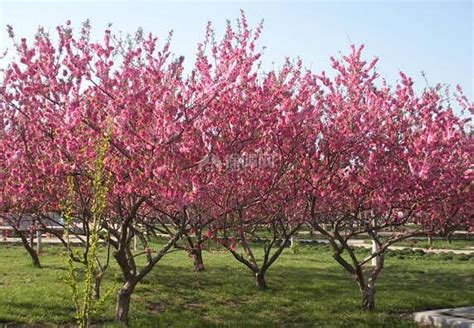 果园里的桃树高清图片下载-正版图片600212237-摄图网