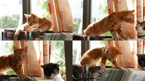 书架上的橘猫，可爱宠物小猫咪4k视频素材,其它视频素材下载,高清3840X2160视频素材下载,凌点视频素材网,编号:630524
