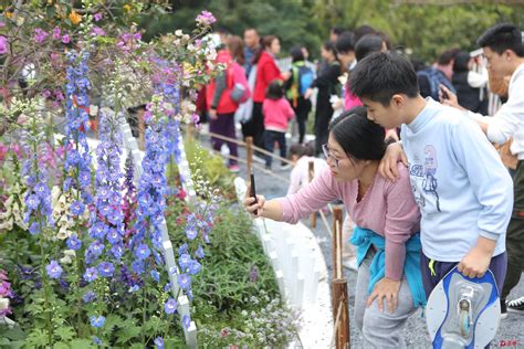 2020深圳月季花展，8万盆鲜花、50余品种看个够！ | 深圳活动网