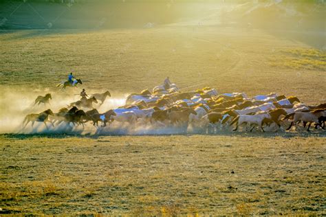 草地马匹奔跑摄影图高清摄影大图-千库网