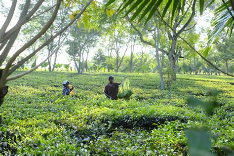 广东德庆高良镇茶农全力打造优质本土茶叶 合作经营走上致富路_其它_长沙社区通
