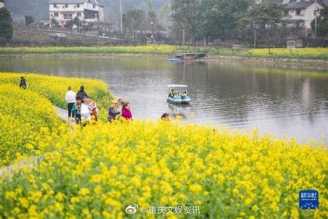 近日，重庆巴南区二圣镇集体村云林天乡的油菜花迎春绽放……|油菜花|重庆市_新浪新闻