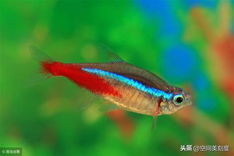 【热带鱼】【图】热带鱼品种大全 解析海洋生物名称由来_伊秀宠物|yxlady.com