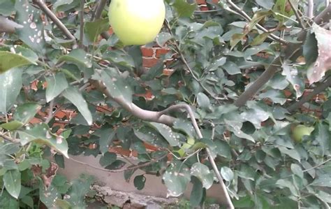 果园成熟的苹果高清图片下载-正版图片600299558-摄图网