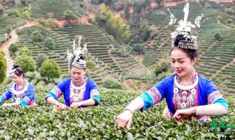 广西三江：线上订购平台助力茶叶畅销-人民图片网
