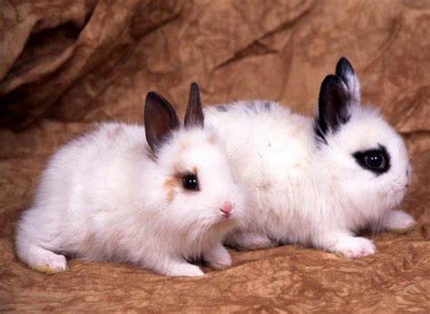什么兔子好看又好养（5种适合新手饲养的兔兔品种） - 胖萌舍宠物网