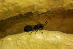 蚂蚁洞穴高清图片下载_红动中国