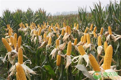 适合黑龙江种植的玉米品种有哪些？ - 惠农网