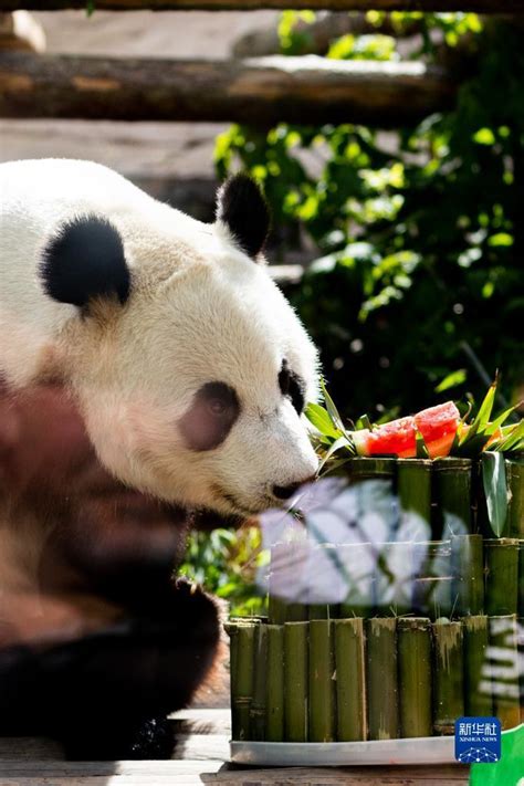 莫斯科动物园为“如意”和“丁丁”庆生-新闻中心-温州网