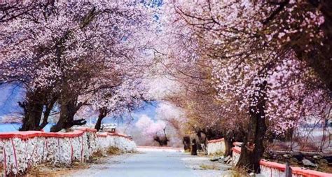 2021年相约林芝桃花丨穿越丙察察 寻访中国最美的春天（10日行程） - 8264出行攻略