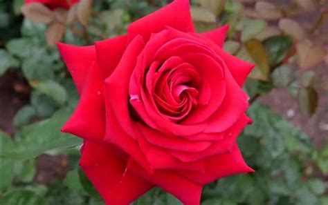 红玫瑰的花语及象征意义 - 蜜源植物 - 酷蜜蜂