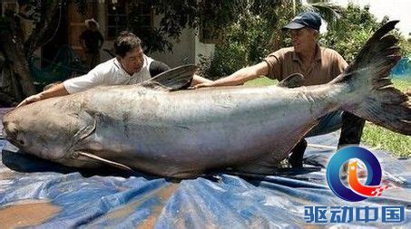 世界上最大的鱼有多大,上最大的人有,上最大的牛有_大山谷图库