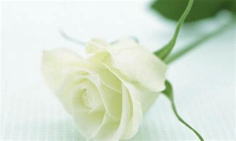白玫瑰代表什么意思花语是什么-百度经验