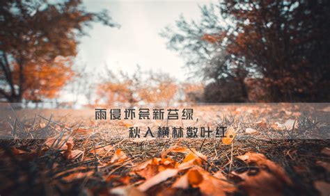 季节句子20字【关于秋天的优美句子简短】