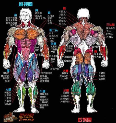 人体肌肉模型 - 初中生物 - 广州市捷星教学仪器有限公司
