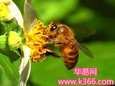 梦见蜜蜂-梦到蜜蜂是什么意思-做梦梦见蜜蜂好不好-周公解梦-华易算命网
