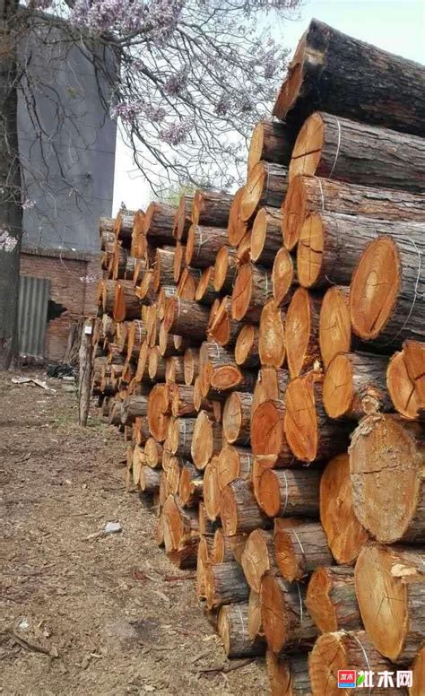 国产硬杂木 - 木材圈