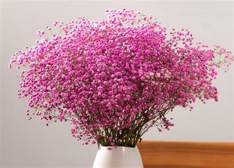粉色满天星的花语是什么意思 花语代表什么寓意-植物说