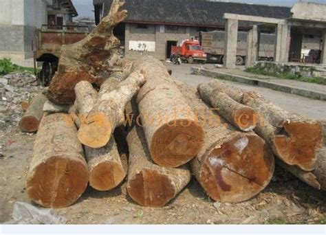 中联木业城市场呈现出火爆的销售势头--张家港木材网