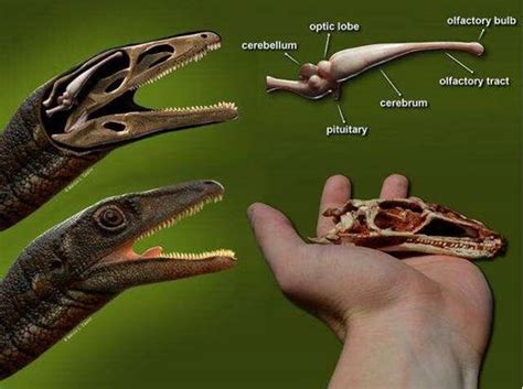 恐龙究竟长什么样子？科学家们发现了重建灭绝动物外貌的新方法-搜狐大视野-搜狐新闻