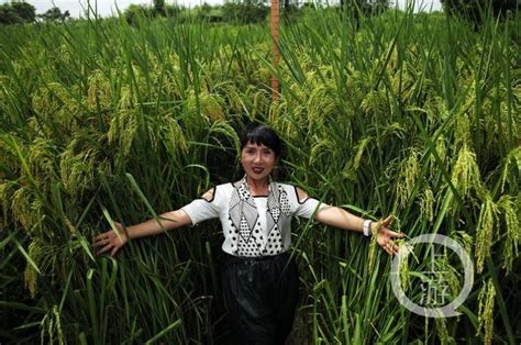 2米高“巨型稻”在重庆大足试种成功_新浪图片