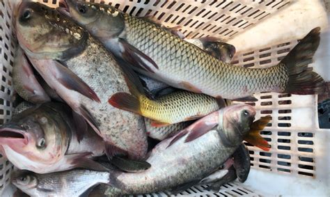 吉林观赏鱼市场求解大神 - 红白锦鲤鱼 - 广州观赏鱼批发市场