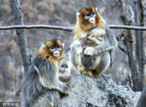 川金丝猴：四川唐家河国家级自然保护区 - 中国自然保护区生物标本资源共享平台