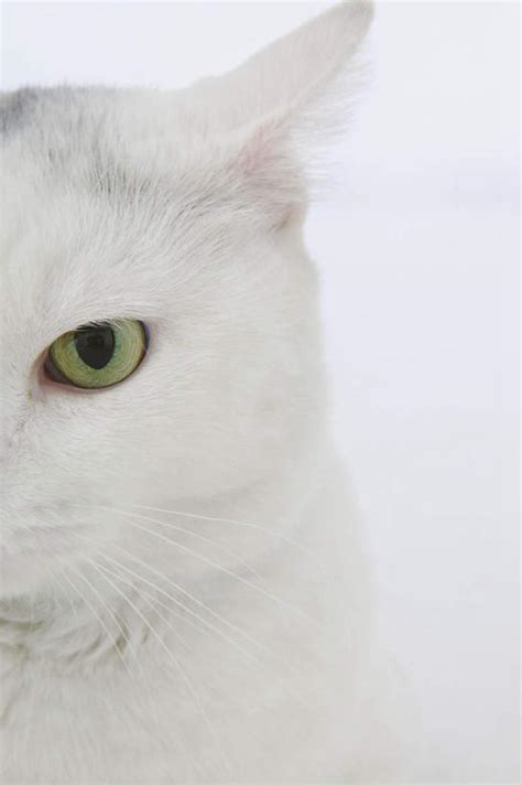 白猫名字不带白字,白猫取个特殊的名字,白猫取名高雅古风_大山谷图库